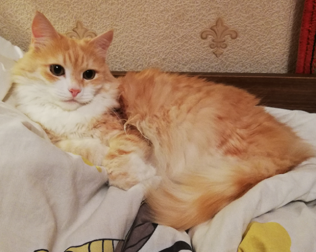 Тема про несчастного кота, в которой всем хорошим людям автор показывает сиськи!2