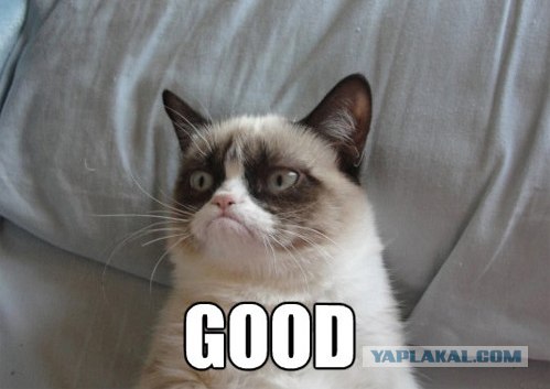 Сердитый кот