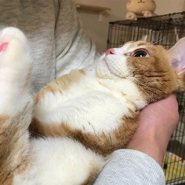Забавные картинки с котами из сети