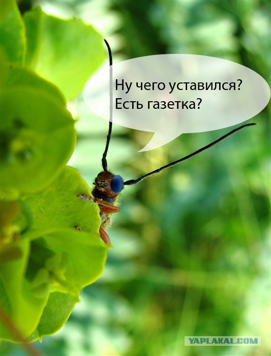 Букашка