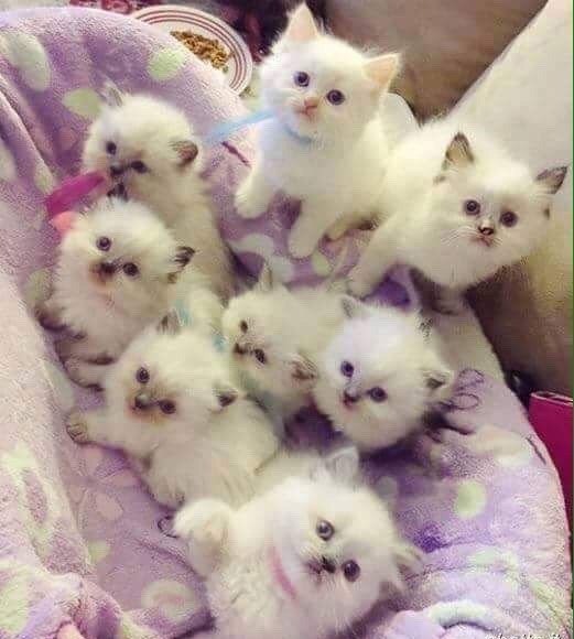 Эти забавные животные