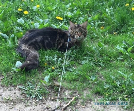 Котовторник. Поговорим о кличках, друзья