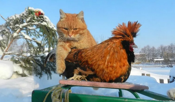 Деревенские, милые, шерстяные