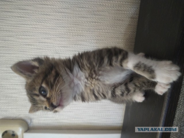 Ура! Котовторник.