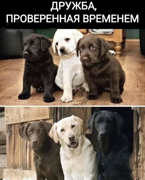 Почему минтай дорогой