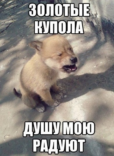 Начинаем собакочетверг!