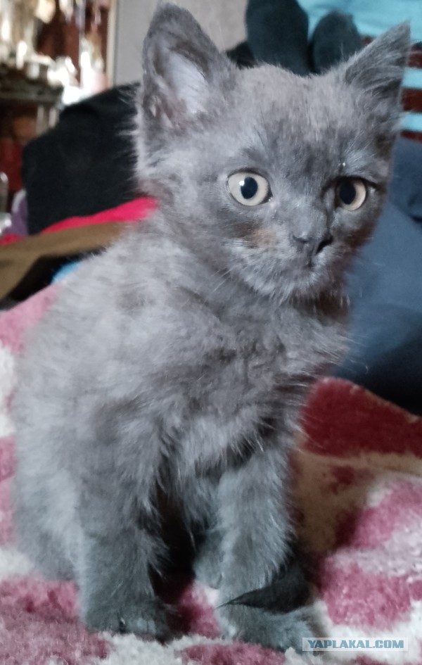 Мой котяра