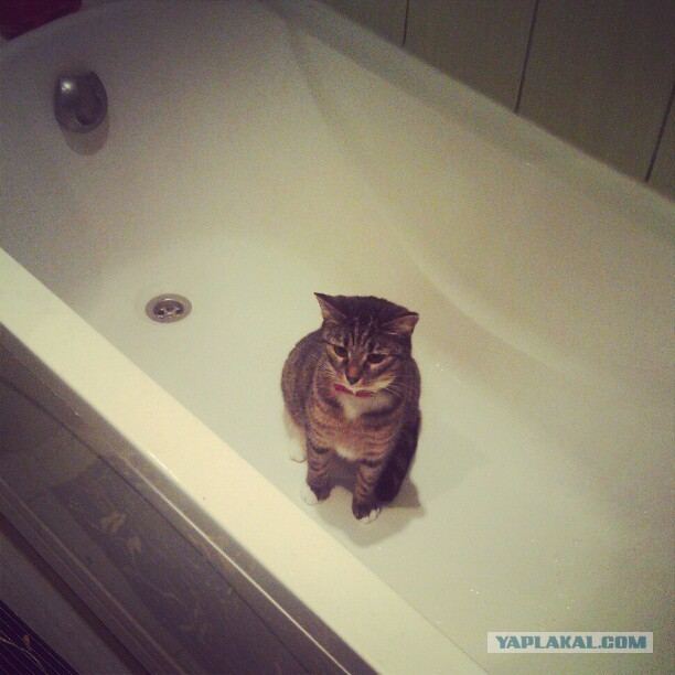 Котовторник 30.04.2013