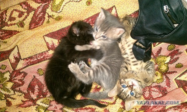 Котовторник 21.05.2013