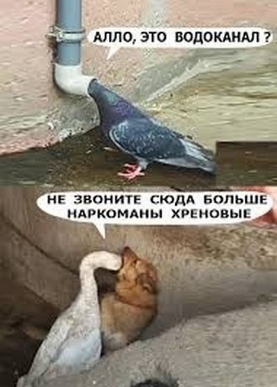 Завалялось тут случайно немного забавных картинок