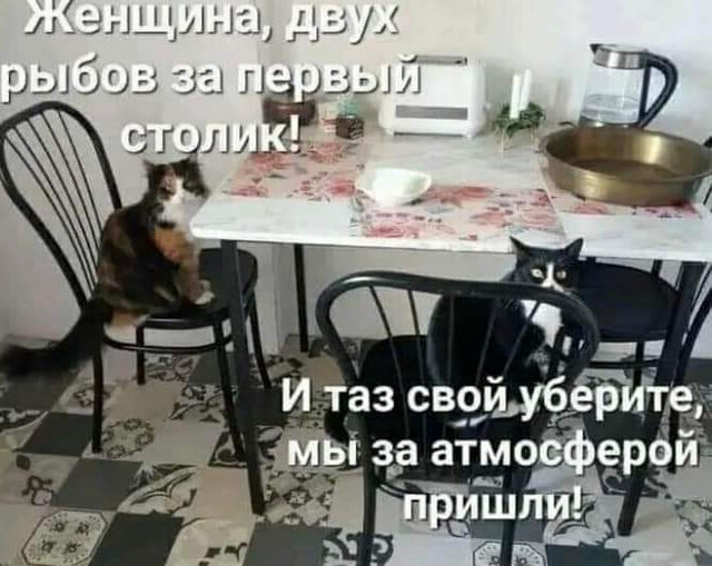 Котэ, совэ и все-все-все