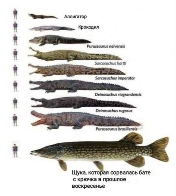 Здесь рыбы нет!