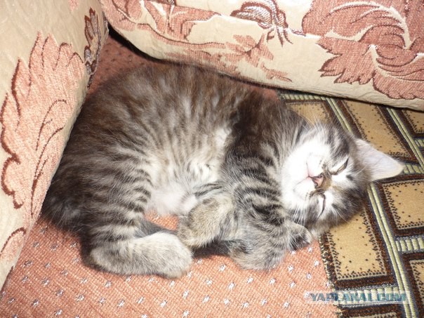 Когда есть кошка