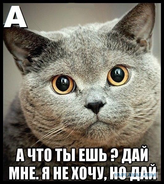 К черту запреты