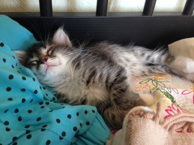 Котовторник 29.04.14.