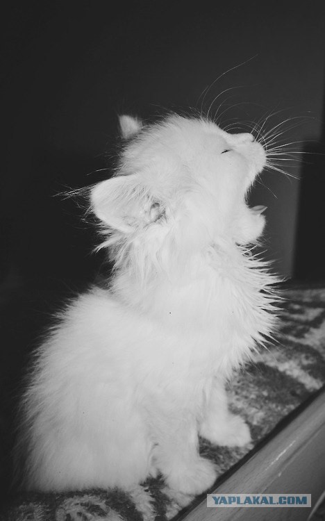 Котовторник 10.06.2014