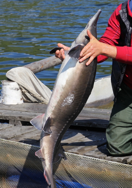 Решено!...на рыбалку..!