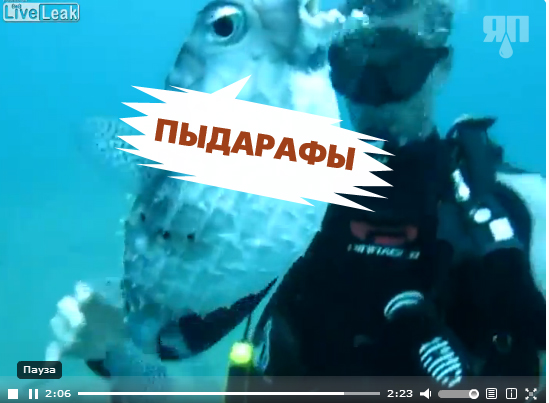 Дайвер спас рыбу-шар