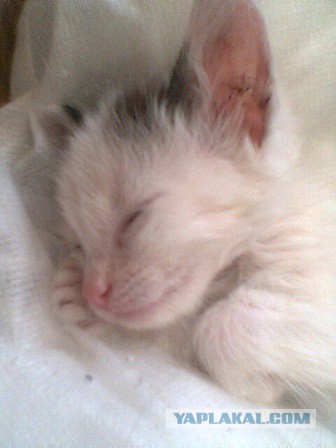 Спят усталые ...