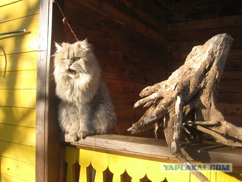 Котовторник