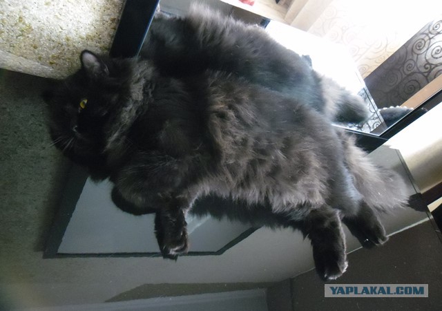 Котовторник 29-09-2015,