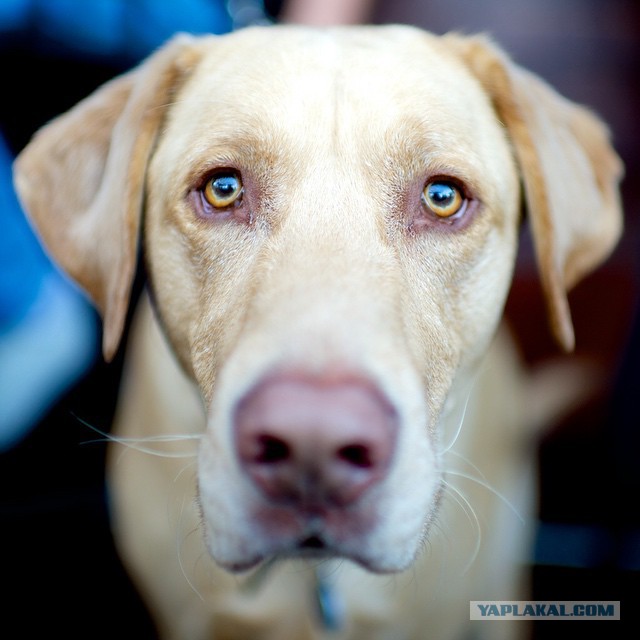 Собакочетверг