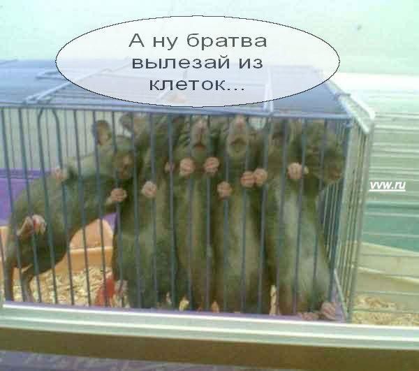 Быстрый совет по ловле крысы