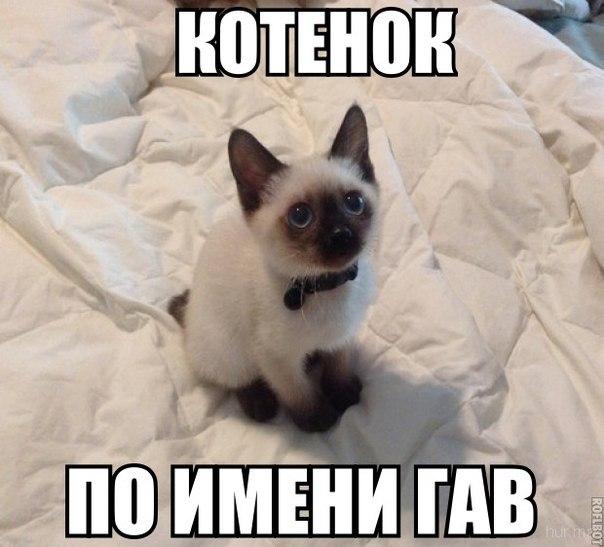 Божьи твари