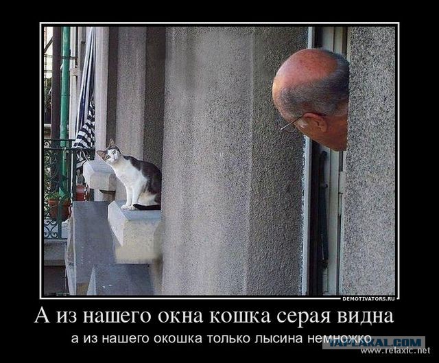 Демы к котовторнику!