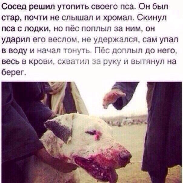 Мохнатые беспредельщики