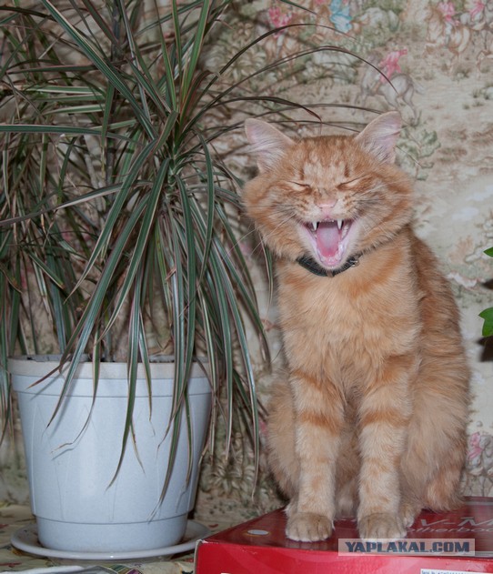 Для поднятия настроения - 7