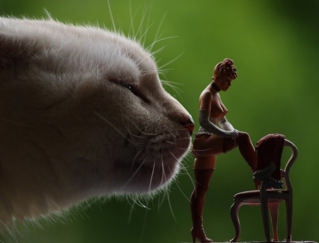 Вторничные кошаки