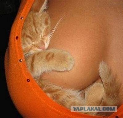 Вот так в жару надо спать!