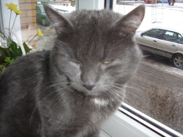 Котомет на вторник (18.12.2007)