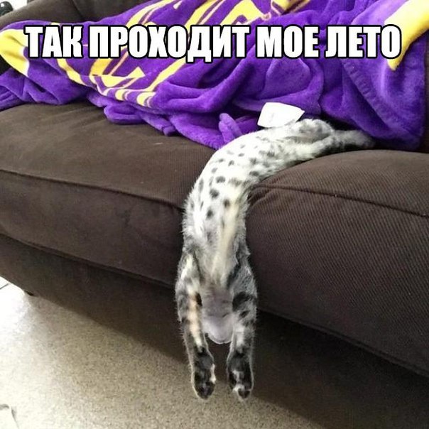 Прикольные животные