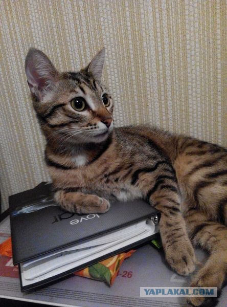 Найденыши (Кото понедельник)
