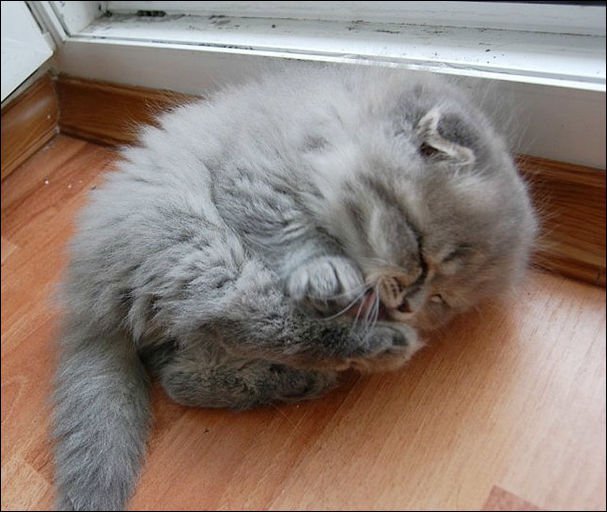 Коты из сети