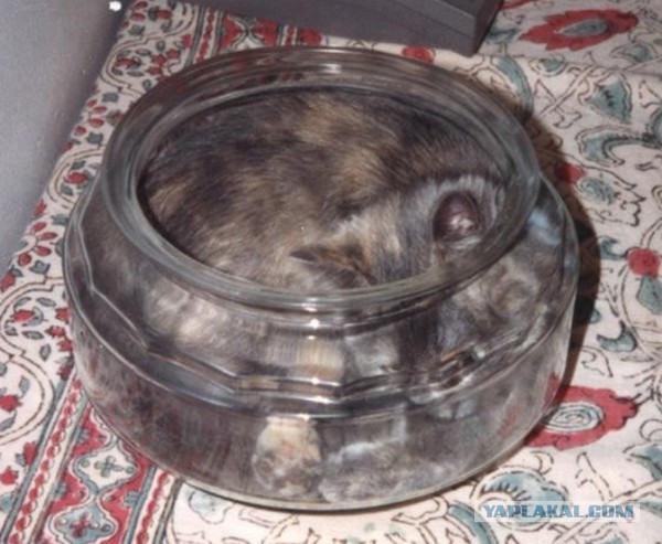 Коробочные коты или кошачий склад