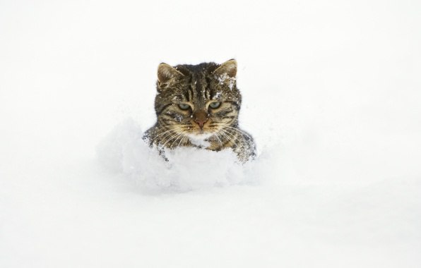 Коты из сети