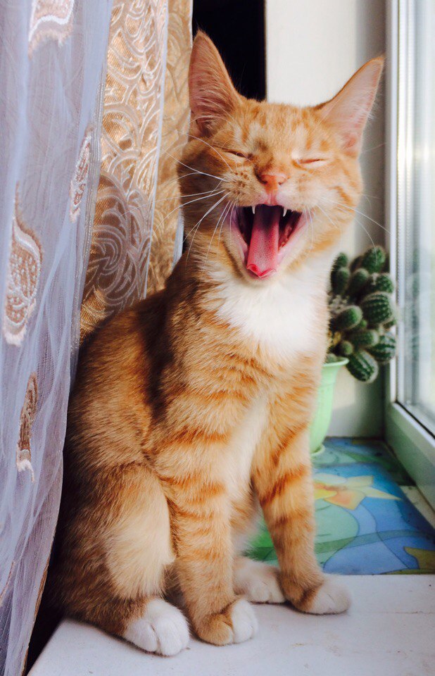 Коты из сети