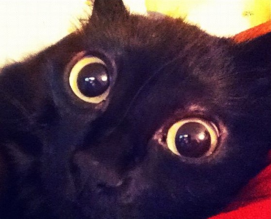 Спасенный бездомный кот удивил всех красотой своих глаз