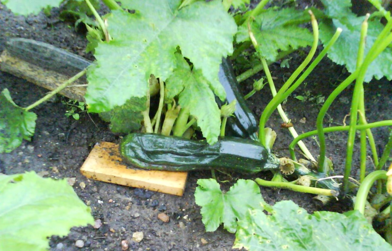 Загнивание завязей кабачка. Сорт кабачков малыш. Чтобы кабачки не гнили. Кабачки урожай. Болезни кабачков.