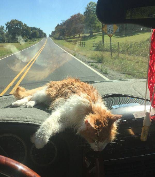 Коты и Кошки