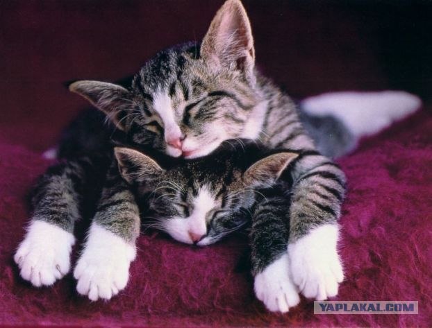 Котовторник на ЯПлакалъ