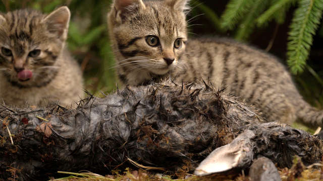 Редчайших в мире котят нашли в шотландских горах
