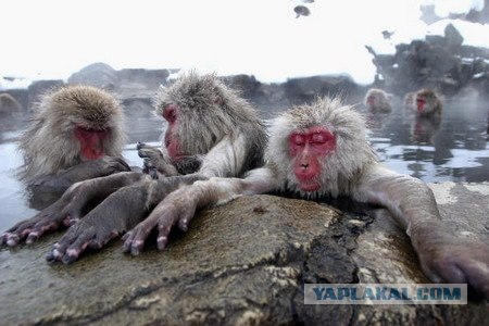 Spa-курорт для макак