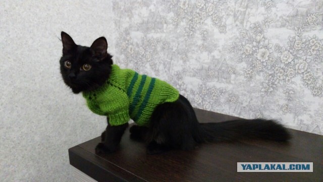 Котовторник 11.09.18.