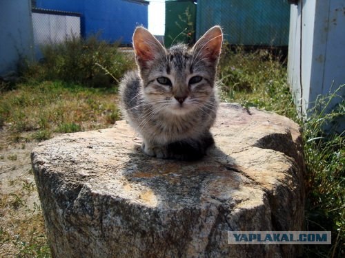 Котовторник (21.02.2012)