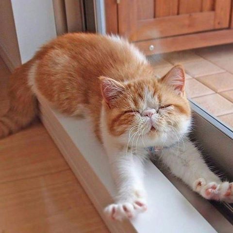 Забавные животные