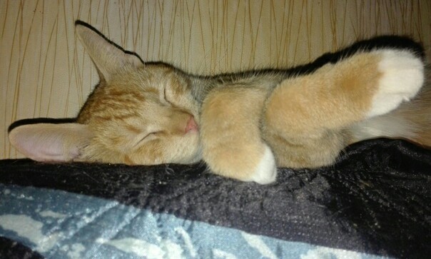 Как спят кошки